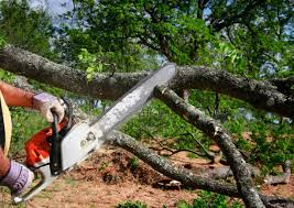 Trusted Fairview, NC Tree Services Experts